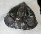 Well Preserved Coltraneia Trilobite - Awesome Eyes! #13885-5